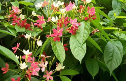 在公園經(jīng)常能見到的花卉