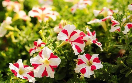 在公園經(jīng)常能見到的花卉