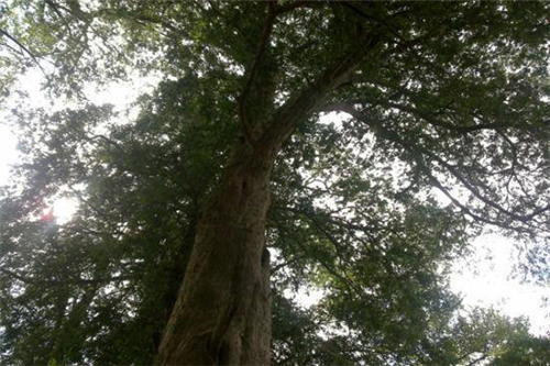 原來(lái)云南一直養(yǎng)著那么多“珍稀植物”