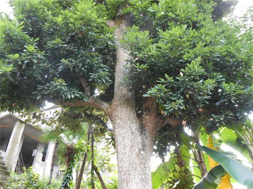 原來(lái)云南一直養(yǎng)著那么多“珍稀植物”