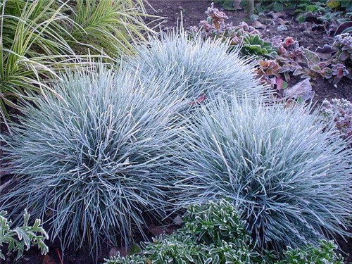 北方地區(qū)屋頂綠化常用植物（地被類(lèi)）