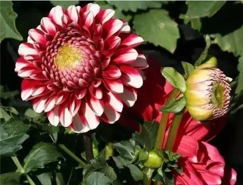 為什么你養(yǎng)的植物多年不開花