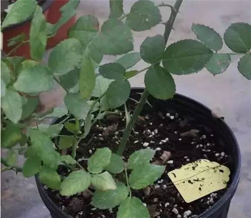 為什么你養(yǎng)的植物多年不開花
