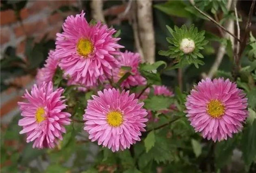 為什么你養(yǎng)的植物多年不開花