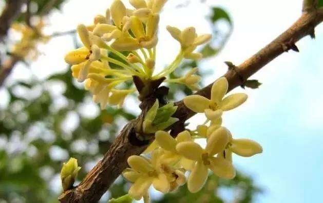為什么你養(yǎng)的植物多年不開花