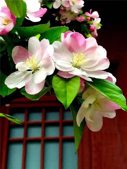 歷數(shù)七大中國古典園林植物