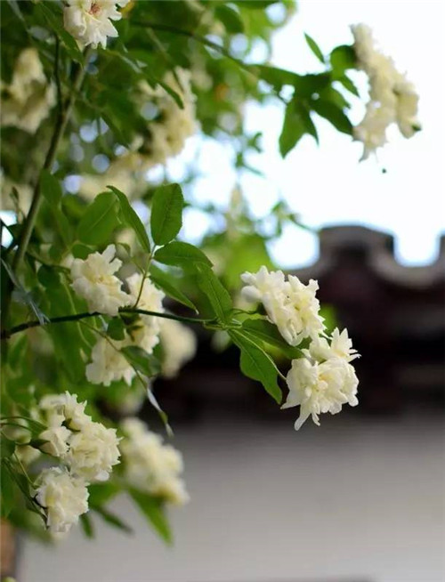 歷數(shù)七大中國古典園林植物