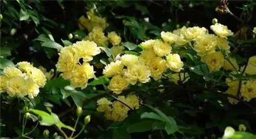 歷數(shù)七大中國古典園林植物