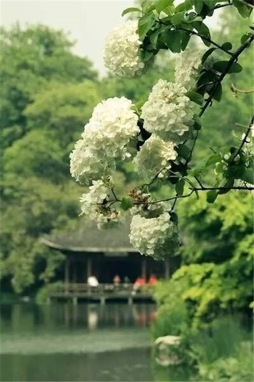 歷數(shù)七大中國古典園林植物