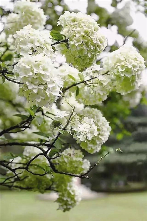 歷數(shù)七大中國古典園林植物