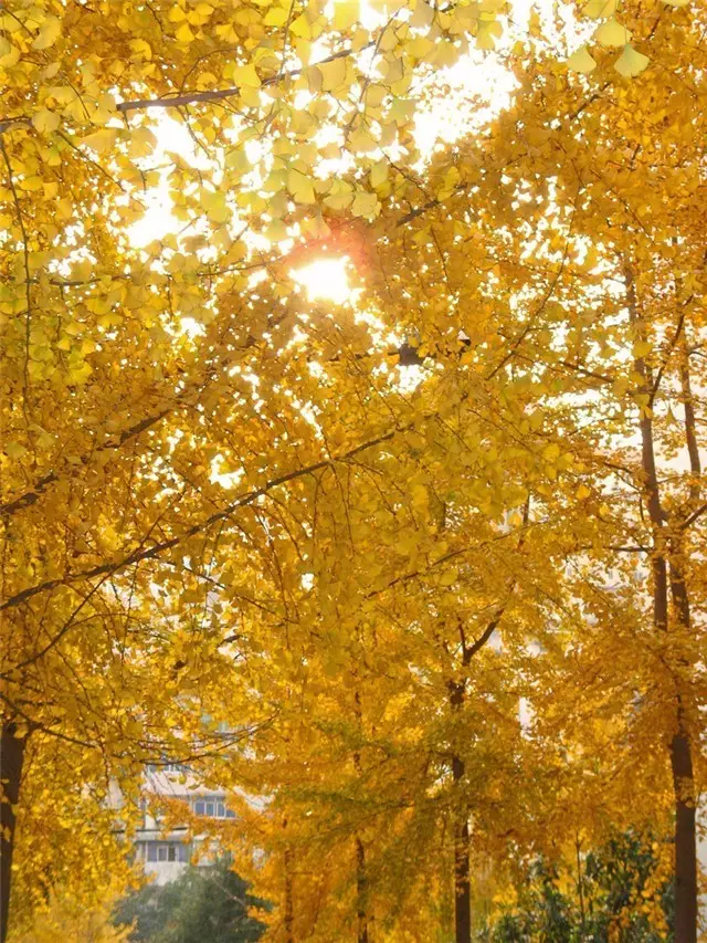 未來十年大規(guī)格喬木和彩葉苗木都不會過時