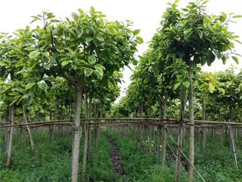 苗木基地如何灌溉樹苗的？