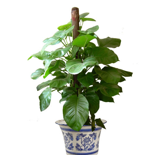 剛裝修完甲醛重，要擺這些植物才能吸毒！