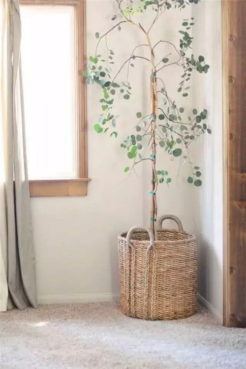 剛裝修完甲醛重，要擺這些植物才能吸毒！