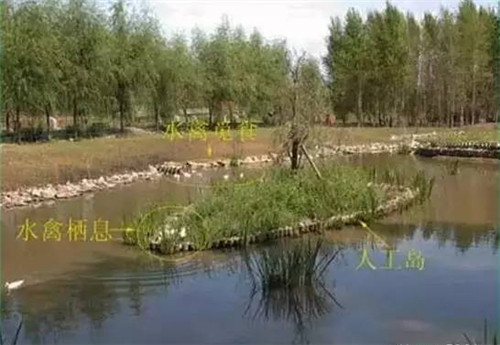 河道生態棲息地的修復設計與施工