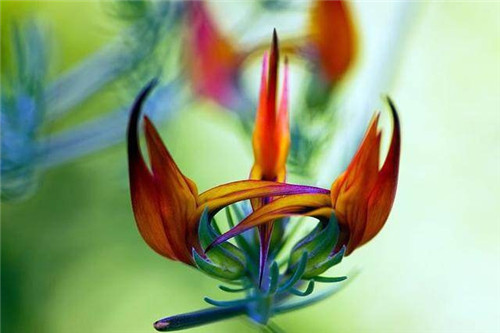 這四種罕見(jiàn)的花卉你都見(jiàn)過(guò)嗎？