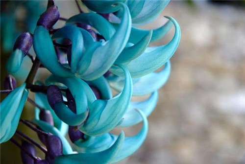 這四種罕見(jiàn)的花卉你都見(jiàn)過(guò)嗎？