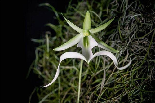 這四種罕見(jiàn)的花卉你都見(jiàn)過(guò)嗎？