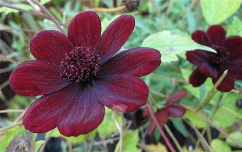 這四種罕見(jiàn)的花卉你都見(jiàn)過(guò)嗎？