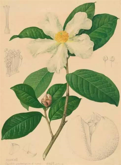 植物科學(xué)畫，宜興有名家