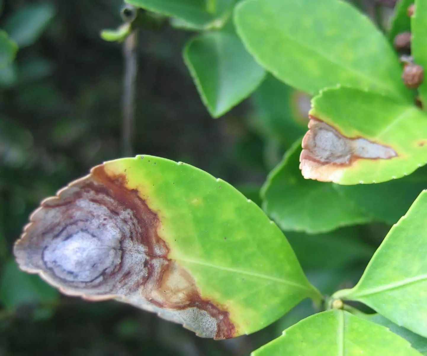 植物生病了怎么判斷?