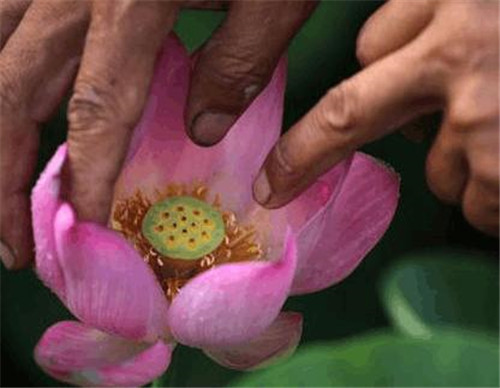 古蓮子:世界上最長壽的植物