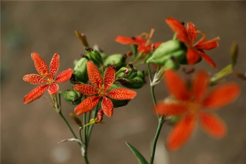 秦嶺國家植物園打造生態(tài)保護(hù)新高地