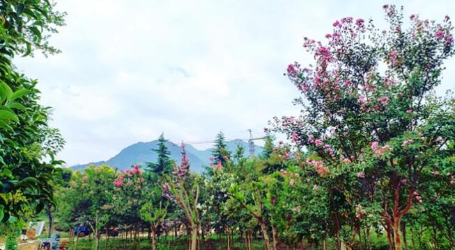秦嶺國家植物園打造生態(tài)保護(hù)新高地