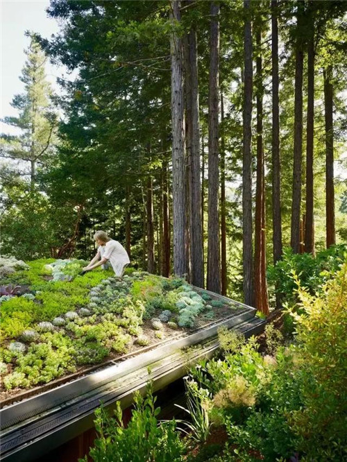 綠植代替瓦片，覆土建筑讓景觀天人合一！