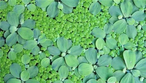 水生植物的種植密度!