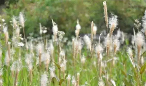 水生植物的種植密度!