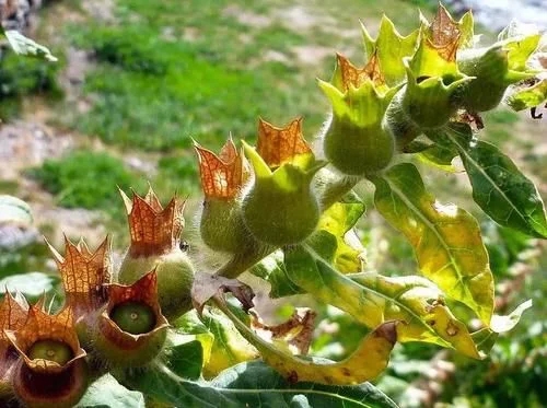 植物有隱藏的記憶？