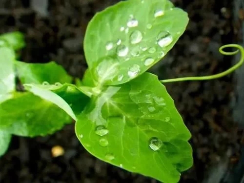 植物有隱藏的記憶?