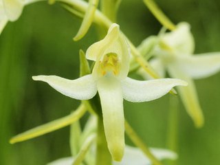 隆化發現蘭科重點保護植物二葉舌唇蘭