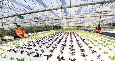 河北滄州:鹽堿灘上崛起生態城