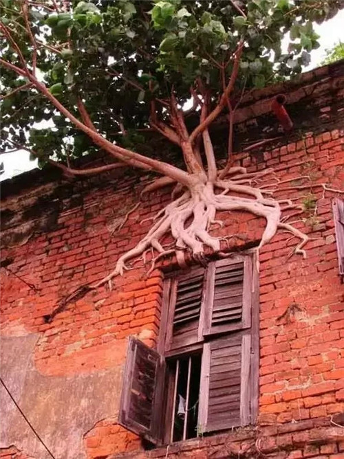 這些千年古樹，都是寶物啊