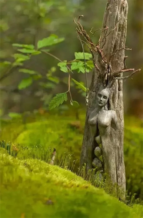 這些千年古樹，都是寶物啊