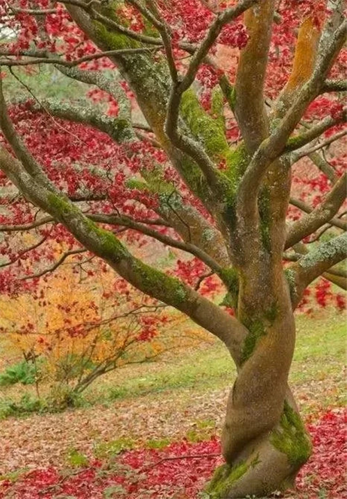 這些千年古樹(shù)，都是寶物啊