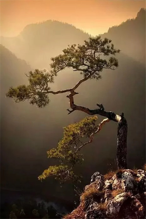 這些千年古樹(shù)，都是寶物啊