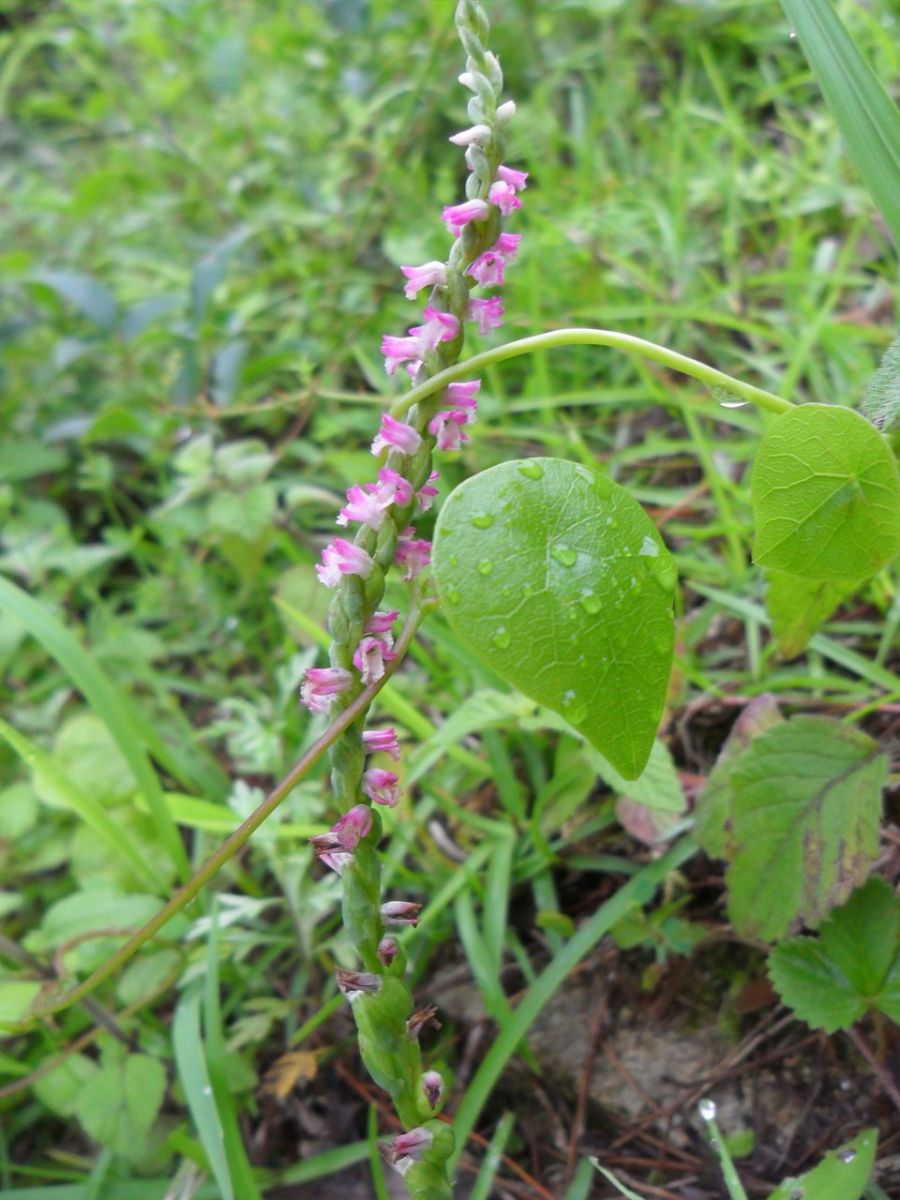 看到這個雜草千萬不要砍，是瀕危野生植物