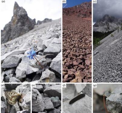 中科院專家發(fā)現(xiàn)植物偽裝術(shù) 