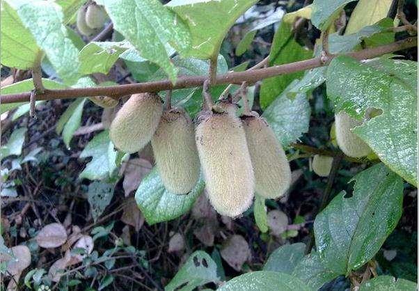 這些國寶級的獼猴桃你見過嘛?