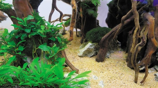 用魚缸圓你的造園夢(mèng)(多圖)