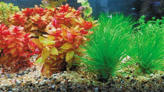 用魚缸圓你的造園夢(mèng)(多圖)