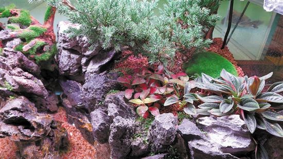 用魚缸圓你的造園夢(mèng)(多圖)