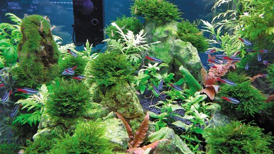 用魚缸圓你的造園夢(mèng)(多圖)
