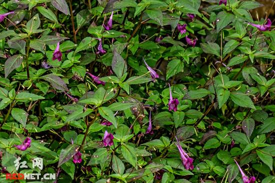 湖南齊云峰國家森林公園首次發現龍蝦花