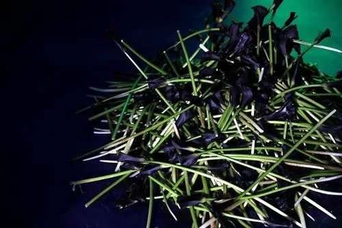 時尚、藝術、花卉 一場盛開的對話