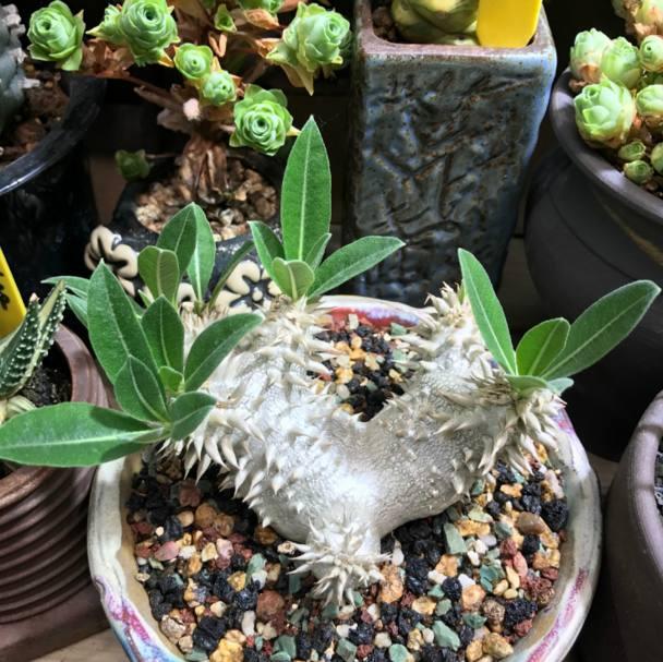 多肉植物界的“大熊貓”，非常珍貴罕見