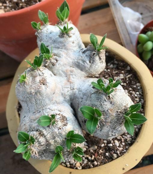 多肉植物界的“大熊貓”，非常珍貴罕見